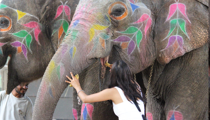 Elephant Feeding