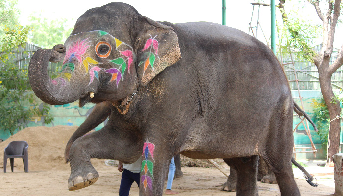 Showering the Elephant