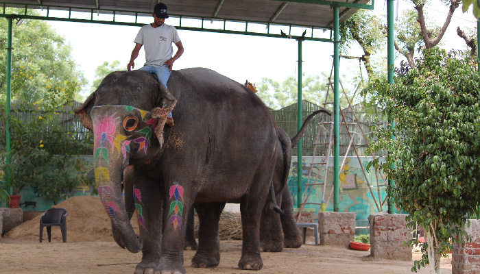 Elephant Riding