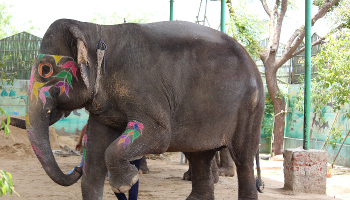 Walk With Elephant